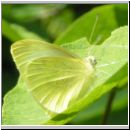 Pieris rapae - Kleiner Kohlweissling 06.jpg